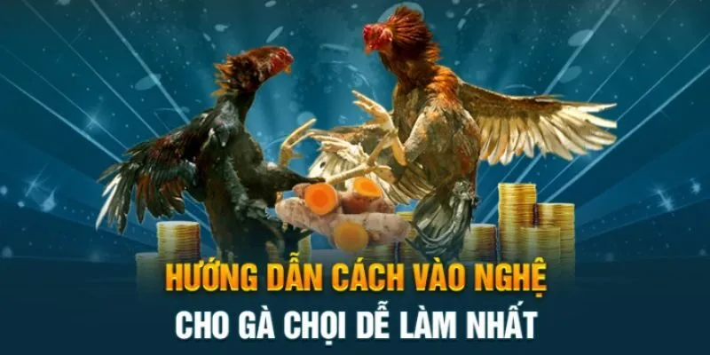 Cách vào nghệ cho gà chọi từ kê sư