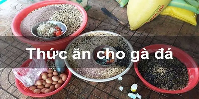 Tập trung vào việc phát triển cơ bắp cho chiến kê